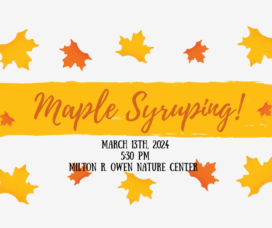 maple syruping